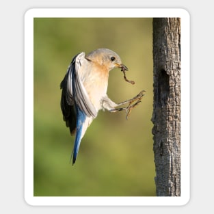 Female Eastern Bluebird returning to Nest Sticker